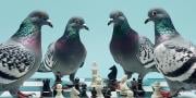 Вікторина: Скільки голубів ви зможете перехитрити в шаховій партії?