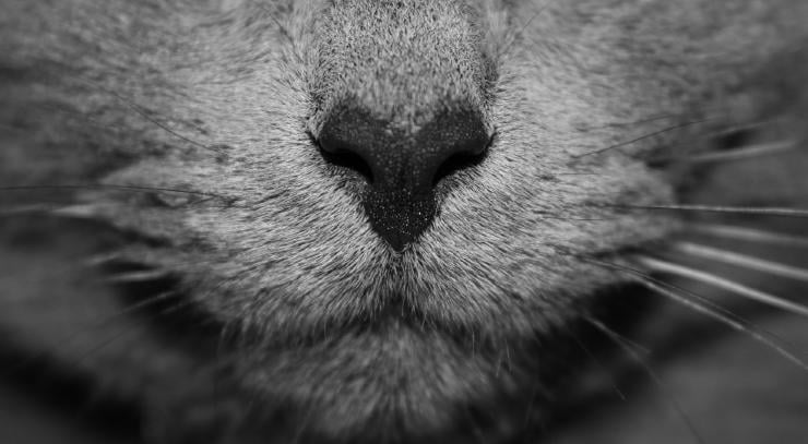 Kedim bir psikopat mı? Hadi öğrenelim! | Sosyopat kedi testi