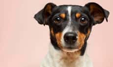 Trivia Hewan: 40+ Teka-Teki Seru untuk Pecinta Fauna