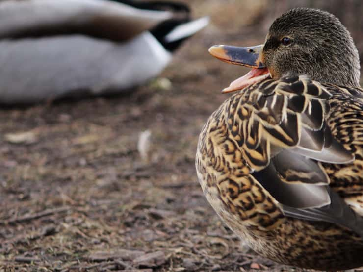 80+ Fun Bird Puns To Make You Laugh!