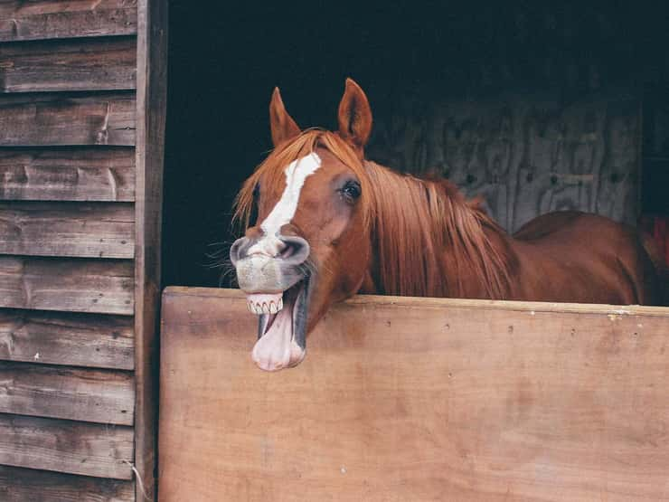 60 Funny Horse Puns To Make You Laugh