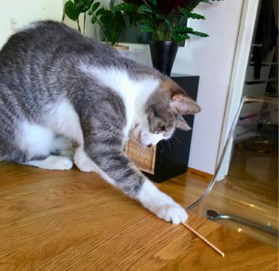 Graue Katze spielt mit Holzstäbchen am Tisch