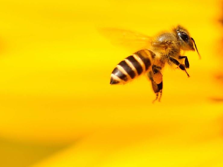 60+ Un-bee-lievably Hilarious Puns About Bees