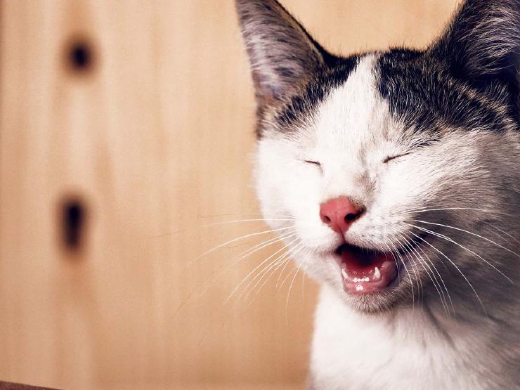 45+ Hilarious Cat Puns That Will Make You Smile