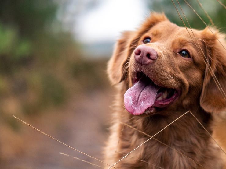 50+ Hilarious Dog Puns That Will Make You Smile