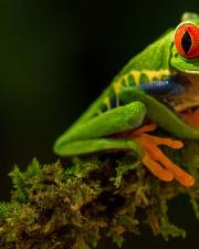 50 Fun Frog Puns To Make You Laugh