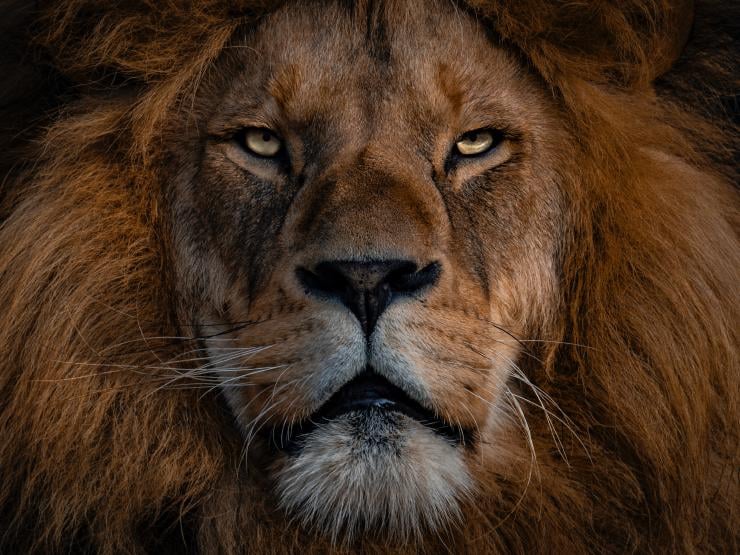 15 lvích citátů, které vám dodají odvahu