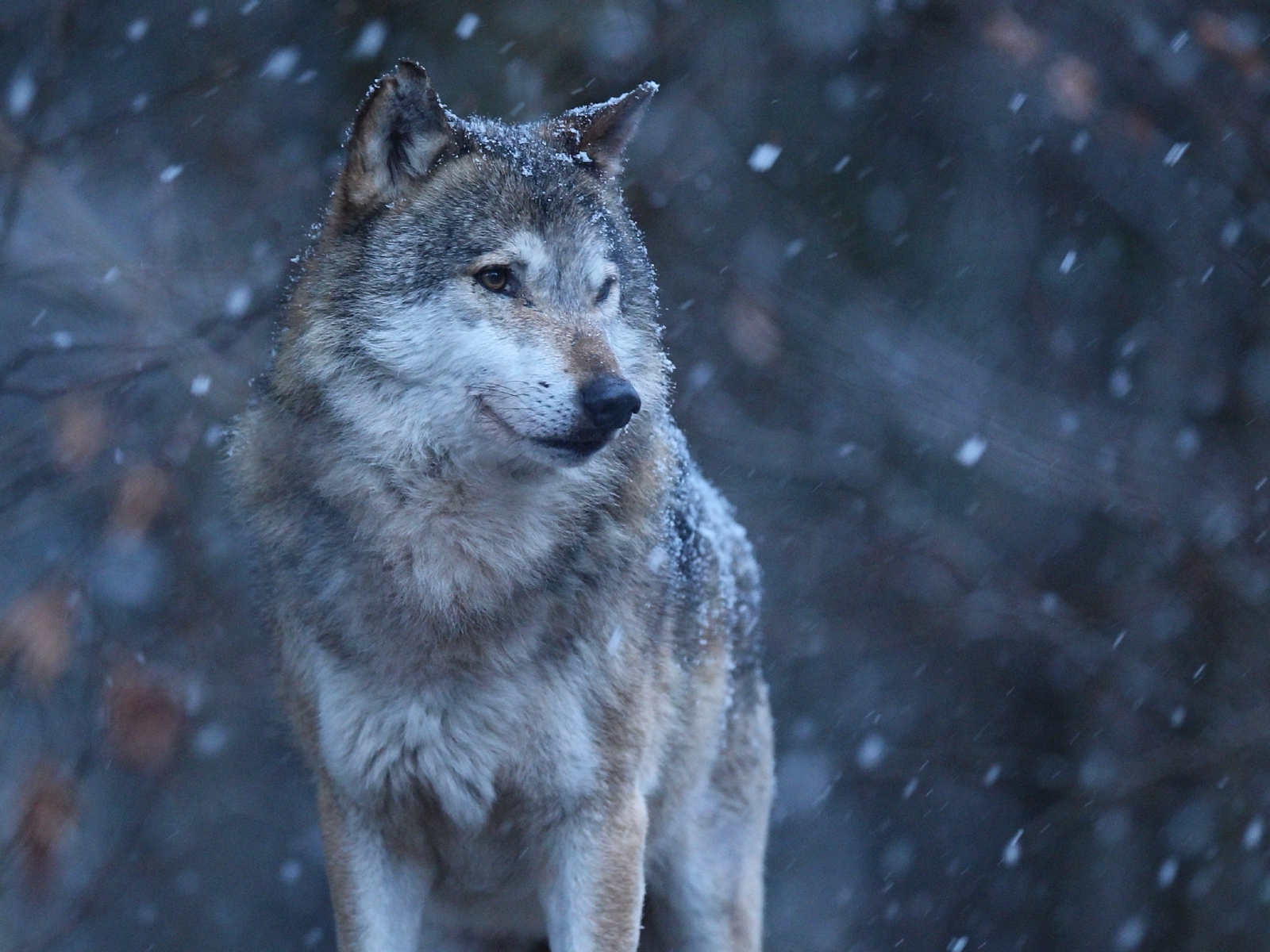 Change clothes Habitat scientist 15 citate grozave despre lupi care să te inspire