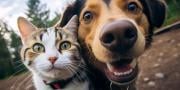 How many dogs could you bribe to take a selfie with a cat?