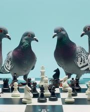 Викторина: Сколько голубей вы сможете перехитрить в шахматной партии?