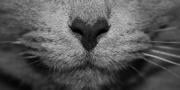 Onko kissani psykopaatti? Otetaan selvÃ¤Ã¤! | Sociopath cat quiz