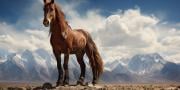 O teste do cavalo: Que cavalo eu sou? | O teste engraÃ§ado